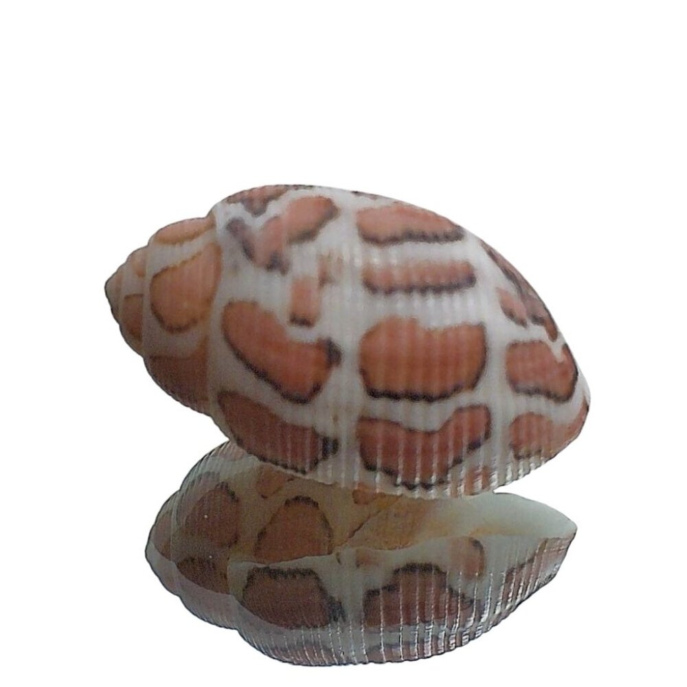 Acteon Eloiseae Rare Collectors Specimen Shell 1 Inch